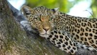 levhart leopard-515509 960 720